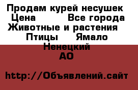 Продам курей несушек › Цена ­ 350 - Все города Животные и растения » Птицы   . Ямало-Ненецкий АО